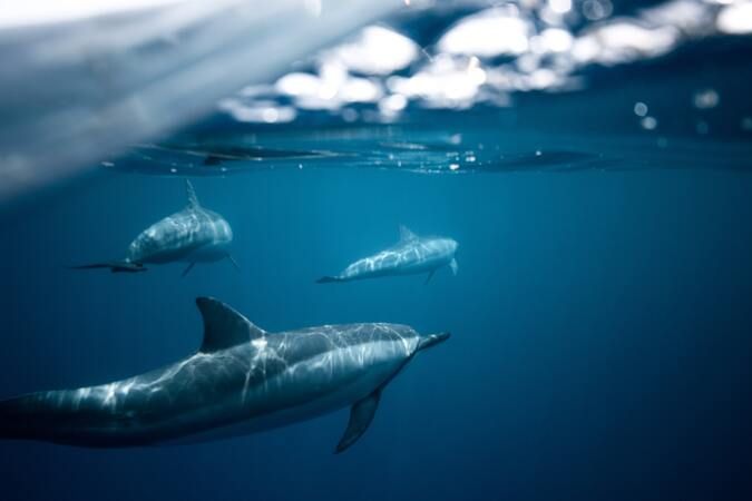 Three dolphins swimming in the sea